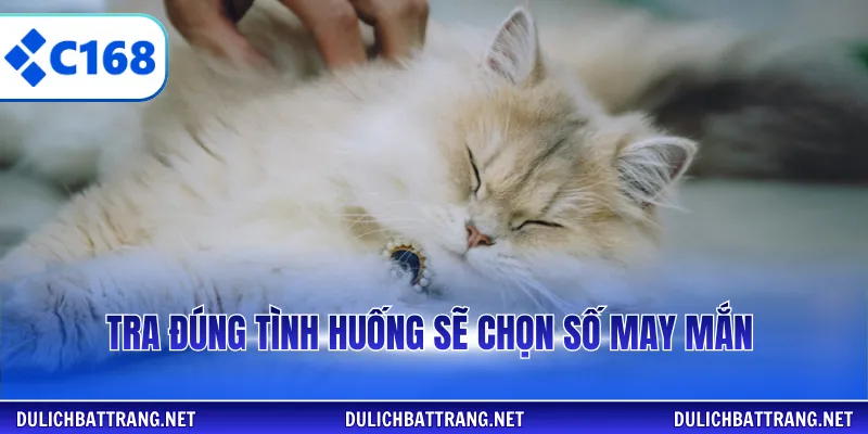 Tra đúng tình huống sẽ chọn số may mắn